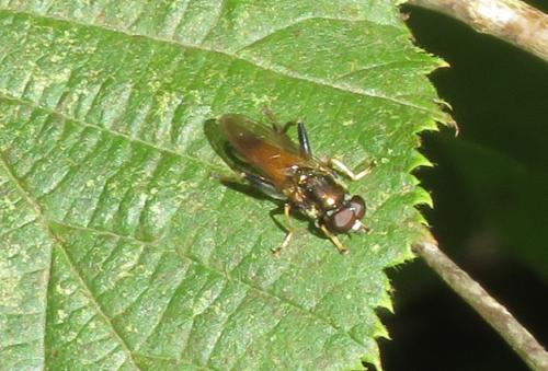 Réf. 349 946 : Xylota sp.